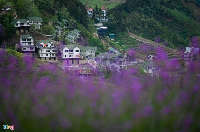 Enchanting violet flowers colors the dreamy northern town of Sapa Enchanting violet flowers colors the dreamy northern town of Sapa