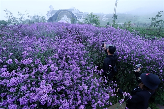 Enchanting violet flowers colors the dreamy northern town of Sapa Enchanting violet flowers colors the dreamy northern town of Sapa