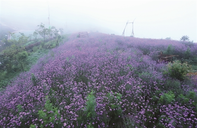 Enchanting violet flowers colors the dreamy northern town of Sapa Enchanting violet flowers colors the dreamy northern town of Sapa