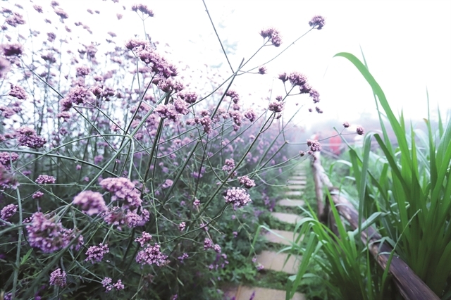 Enchanting violet flowers colors the dreamy northern town of Sapa Enchanting violet flowers colors the dreamy northern town of Sapa