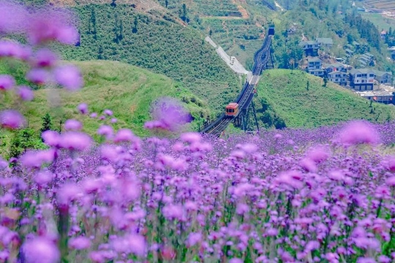 Enchanting violet flowers colors the dreamy northern town of Sapa 1847 hoa ma tien thao pl