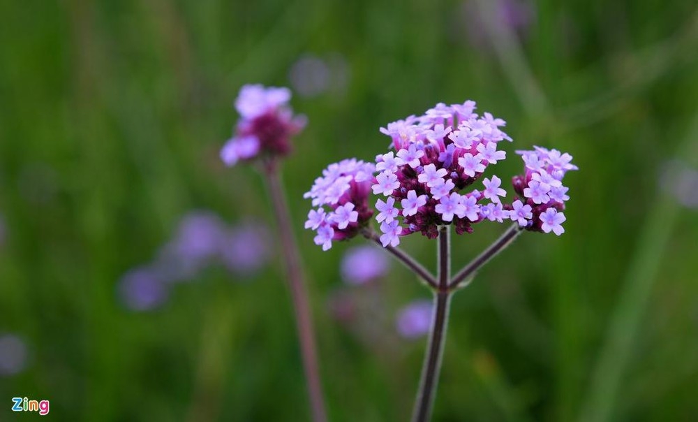Enchanting violet flowers colors the dreamy northern town of Sapa flowers