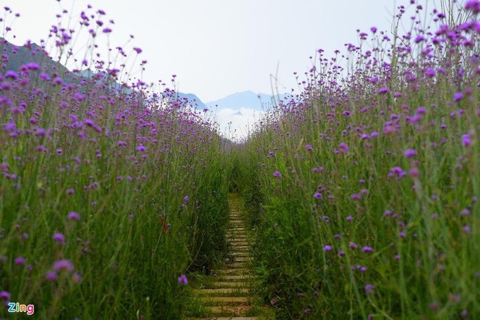 Enchanting violet flowers colors the dreamy northern town of Sapa violet flowers colors the dreamy northern town of sapa