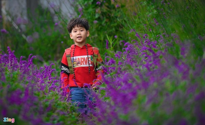Enchanting violet flowers colors the dreamy northern town of Sapa violet flowers colors the dreamy northern town of sapa