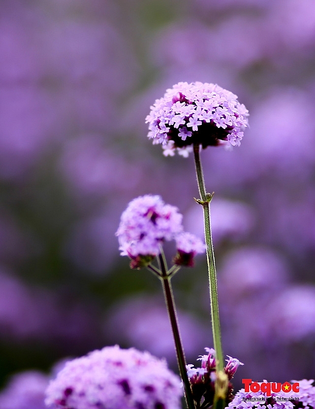 Enchanting violet flowers colors the dreamy northern town of Sapa Enchanting violet flowers colors the dreamy northern town of Sapa