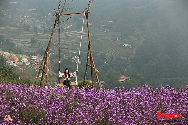 Enchanting violet flowers colors the dreamy northern town of Sapa Enchanting violet flowers colors the dreamy northern town of Sapa