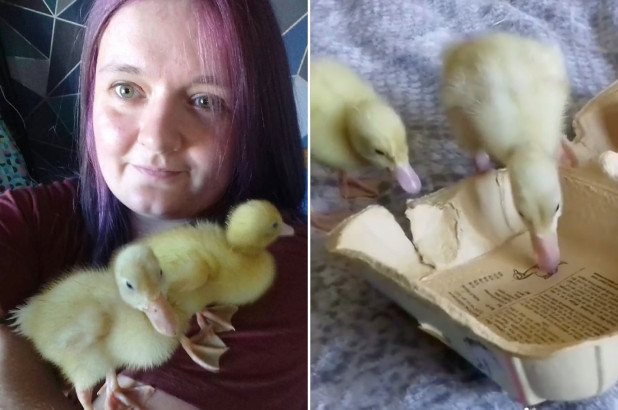 Charli Lello and her ducklings