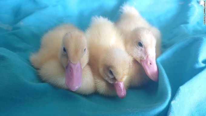 Beep, Peep, and Meep