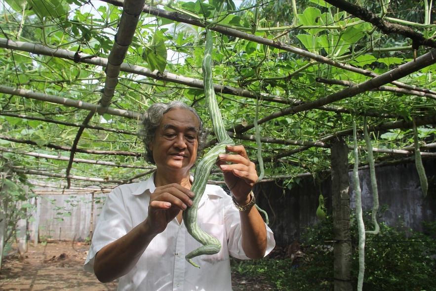 unique 25kg giant gourds in can tho southern vietnam