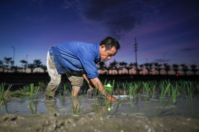 Vietnamese farmers transplant rice seedlings at night to avoid scorching heat
