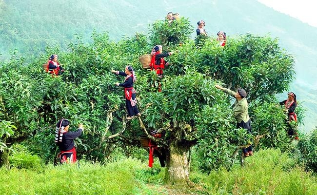 Three most expensive teas in Vietnam Three most expensive teas in Vietnam