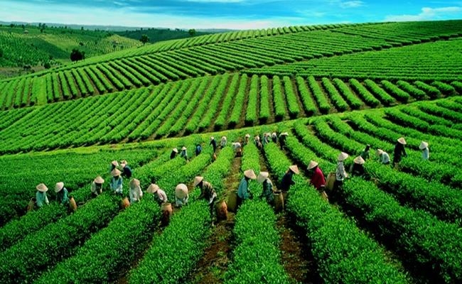 Three most expensive teas in Vietnam Three most expensive teas in Vietnam