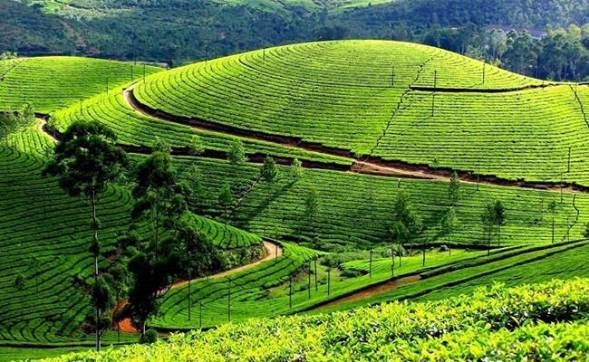 Three most expensive teas in Vietnam Three most expensive teas in Vietnam