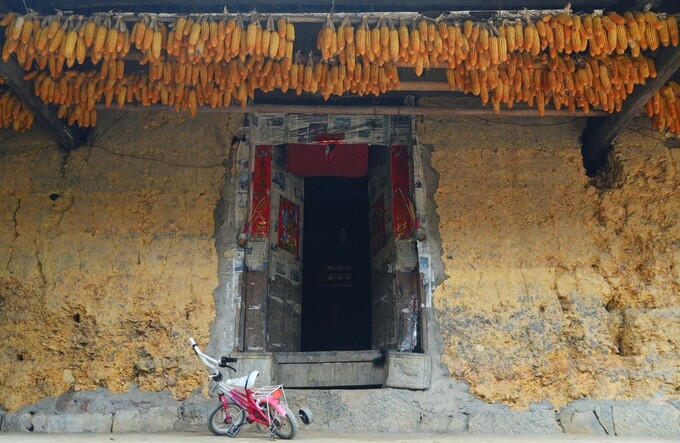 Green corn season on Dong Van rocky plateau