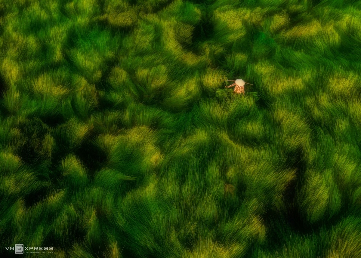 Lush green grass fields