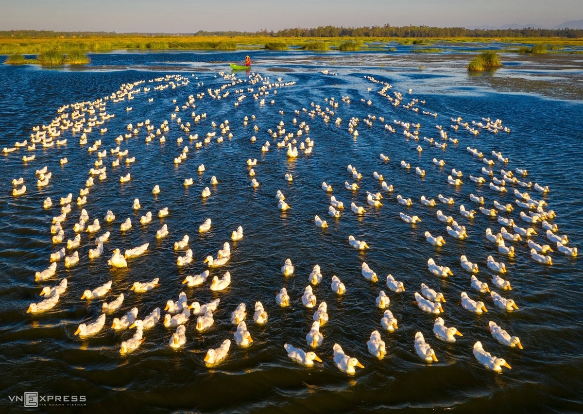 A duck herder on a flooded field