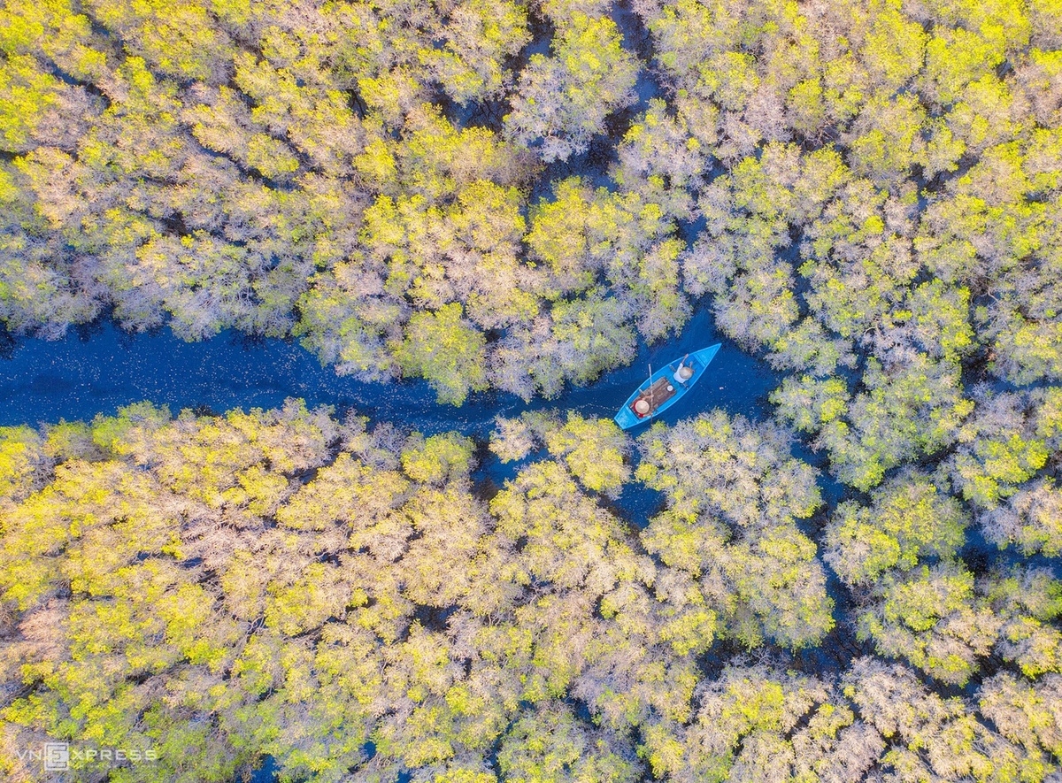 Ca Cai Bau Mangrove Forest