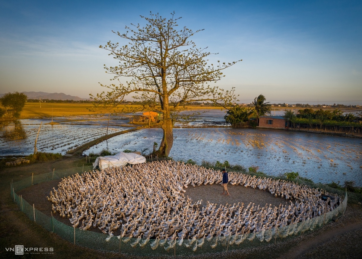 A farmer busy herding his ducks in a field