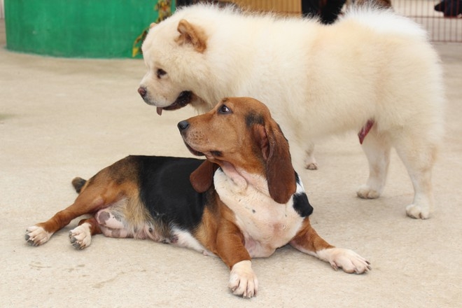 Ideal café in Da Lat for puppy lovers Two royal dogs