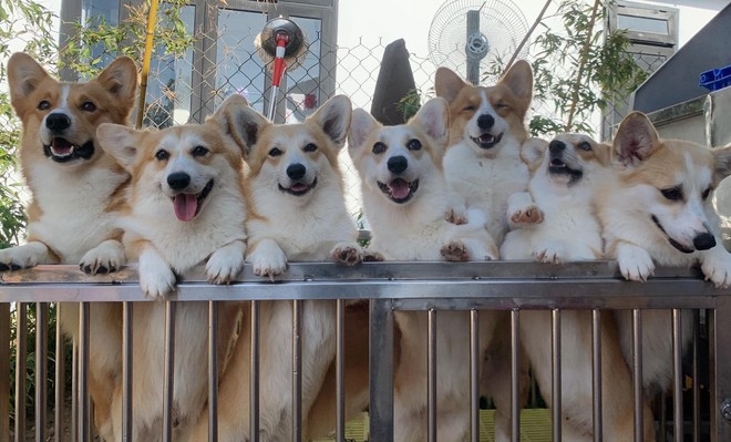 Ideal café in Da Lat for puppy lovers Dogs at Puppy Farm Cafe