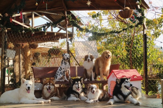 Ideal café in Da Lat for puppy lovers The royal dog breeds at Black Rock Garden
