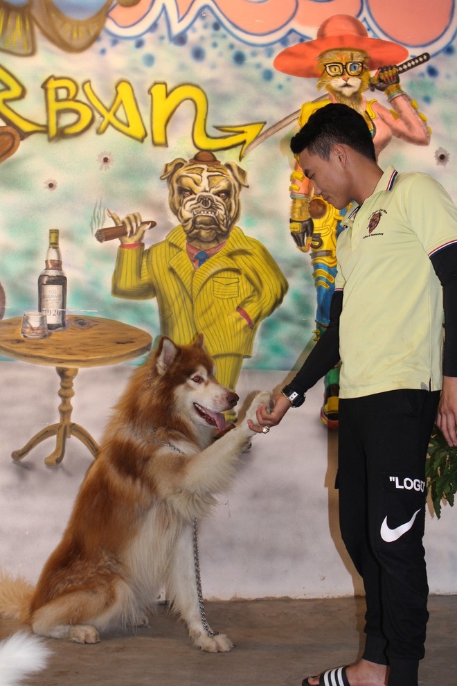 Ideal café in Da Lat for puppy lovers Cats and Dogs Clubhouses