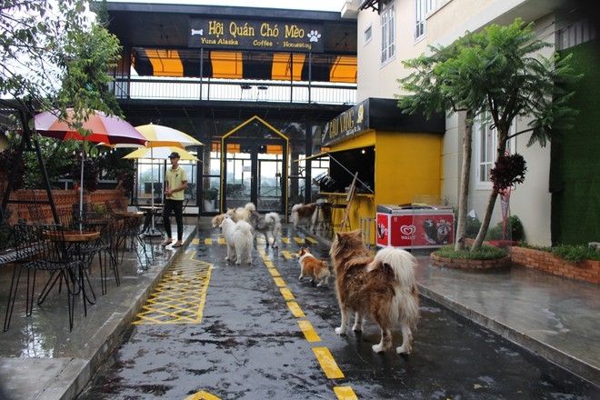 Ideal café in Da Lat for puppy lovers At the Cats and Dogs Clubhouses