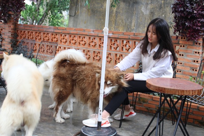 Ideal café in Da Lat for puppy lovers Cats and Dogs Clubhouses