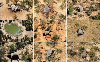 hundreds of elephants found dead in botswana how to save wildlife