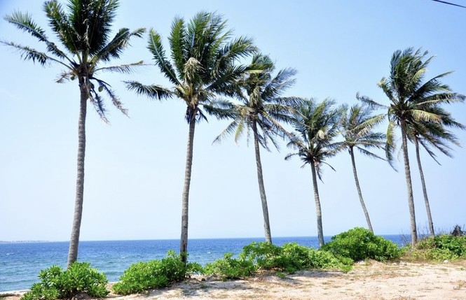 Be Island, the “little pearl” of the heaven Long lines of coconut palms are iconic in Be island