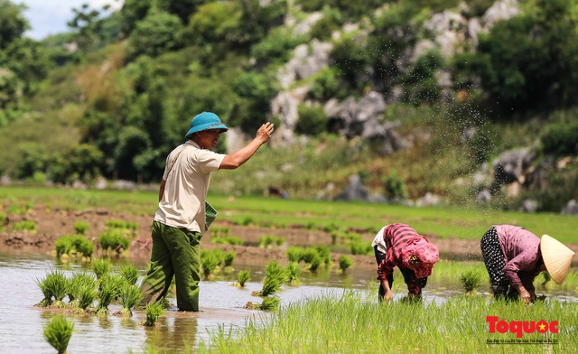 Vietnam Top Destination: Moc Chau rice paddy fields glitters in watery season