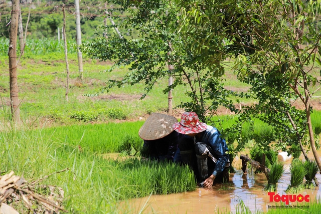 Vietnam Top Destination: Moc Chau rice paddy fields glitters in watery season