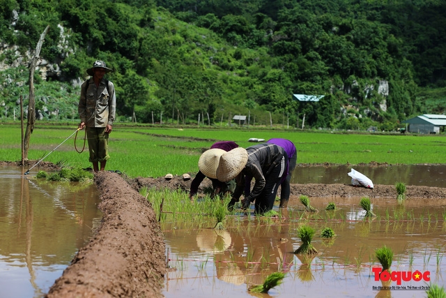 Vietnam Top Destination: Moc Chau rice paddy fields glitters in watery season