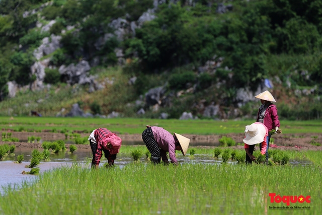 Vietnam Top Destination: Moc Chau rice paddy fields glitters in watery season