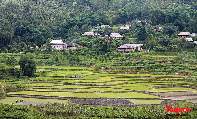Vietnam Top Destination: Moc Chau rice paddy fields glitters in watery season