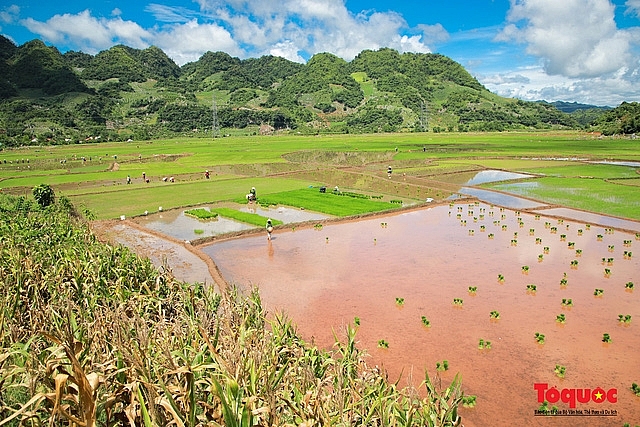Vietnam Top Destination: Moc Chau rice paddy fields glitters in watery season