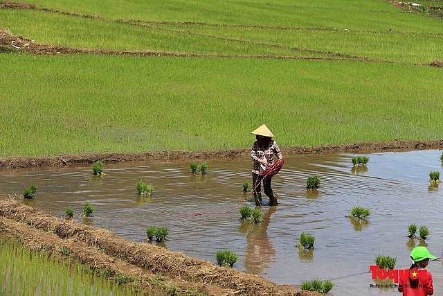 Vietnam Top Destination: Moc Chau rice paddy fields glitters in watery season
