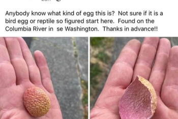 a foreigner arouses interests for mistaking lychee shells for mystery eggshells