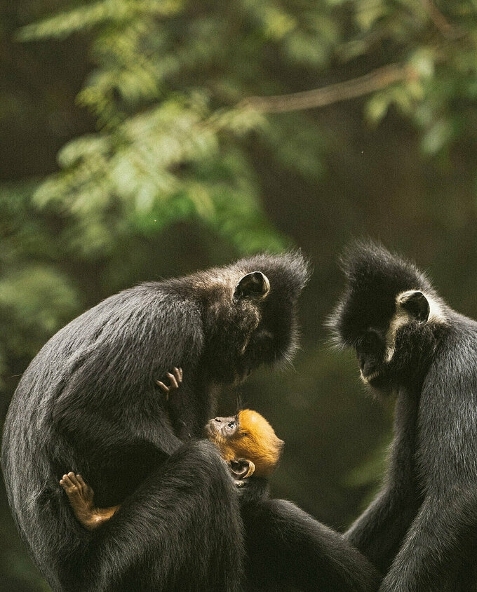 Vietnam National Parks gets rave reviews on New York Times Vietnam National Parks gets rave reviews on New York Times
