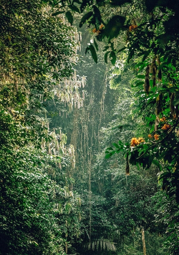 Vietnam National Parks gets rave reviews on New York Times Vietnam National Parks gets rave reviews on New York Times