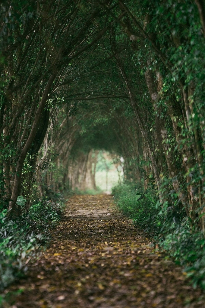 Vietnam National Parks get rave reviews on New York Times Vietnam National Parks gets rave reviews on New York Times