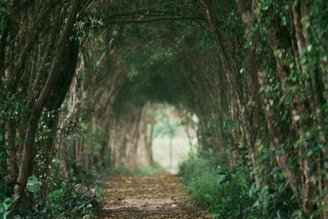 Vietnam National Parks gets rave reviews on New York Times