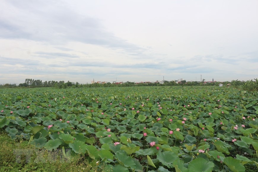 Chuyen Ngoai commune has around 80 ha of lotus swamp 