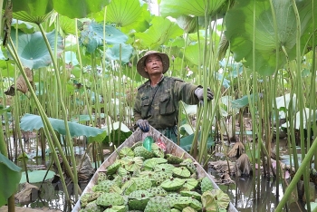 lotus seeds harvest season in ha nam province