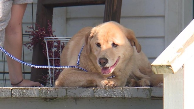Cleo was found safe and sound at the previous house despite the long road