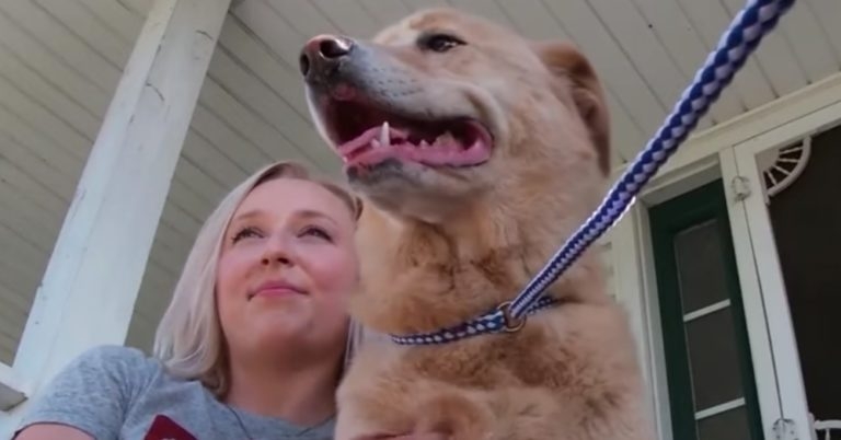 The dog must have had to travel 57 miles door to door from Kansas to Missouri — a journey that somehow included crossing a river or a traffic-packed bridge