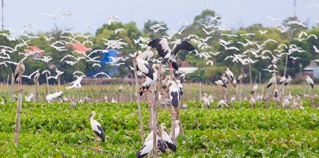 Thousands of rare storks flock to water hyacinth river in Vietnam Stunning scene as thousands of rare storks flock Say swamp, central Vietnam