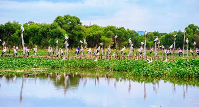 Thousands of rare storks flock to water hyacinth river in Vietnam Stunning scene as thousands of rare storks flock Say swamp, central Vietnam
