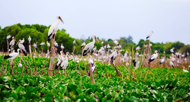 Thousands of rare storks flock to water hyacinth river in Vietnam Stunning scene as thousands of rare storks flock Say swamp, central Vietnam