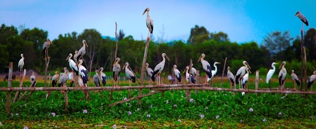 Thousands of rare storks flock to water hyacinth river in Vietnam Stunning scene as thousands of rare storks flock Say swamp, central Vietnam